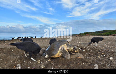 Un avvoltoi mangiare le uova delle Olive Ridley sea turtle mentre la tartaruga depositare le sue uova Foto Stock