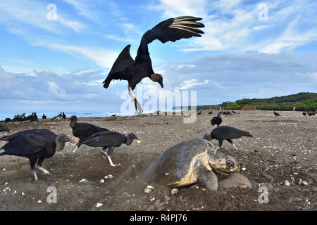 Un avvoltoi mangiare le uova delle Olive Ridley sea turtle mentre la tartaruga depositare le sue uova Foto Stock