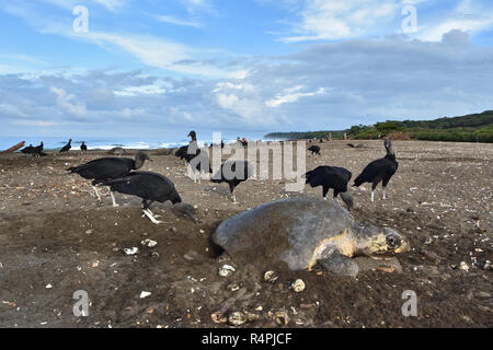 Un avvoltoi mangiare le uova delle Olive Ridley sea turtle mentre la tartaruga depositare le sue uova Foto Stock