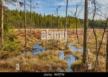 Paludi in Finlandia Foto Stock