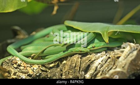 Tre ruvida bisce (opheodrys aestivus) Foto Stock