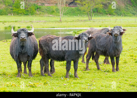 Bufalo d'acqua nel biotopo beeden / SAAR Foto Stock