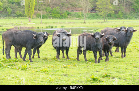 Bufalo d'acqua nel biotopo beeden / SAAR Foto Stock