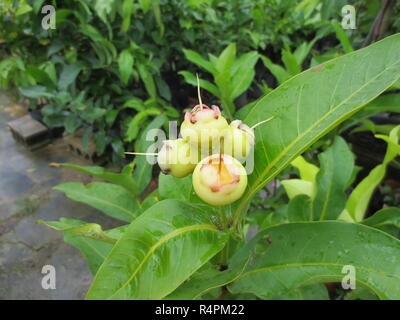 Java apple, Semarang rose-apple e cera jambu Foto Stock