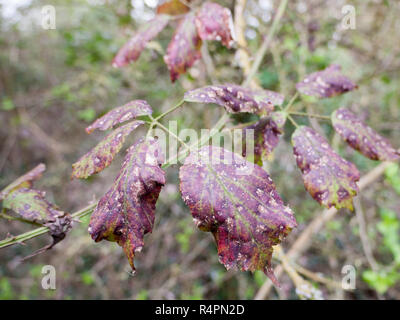 Viola di foglie morte con la malattia e le macchie Foto Stock