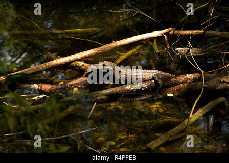 Un piccolo coccodrillo bambino seduto su di un registro in una palude in Big Cypress National Wildlife Reserve, Everglades, Florida. Foto Stock