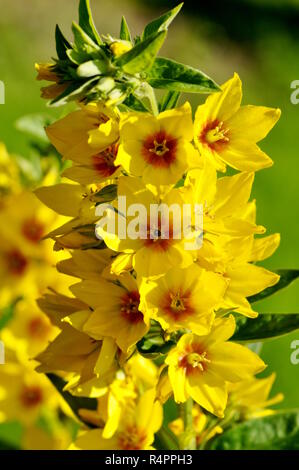 Giardino giallo loosestrife Lysimachia vulgaris Foto Stock