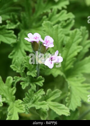 Fiori e fogliame di rose profumate Pelargonium graveolens Foto Stock