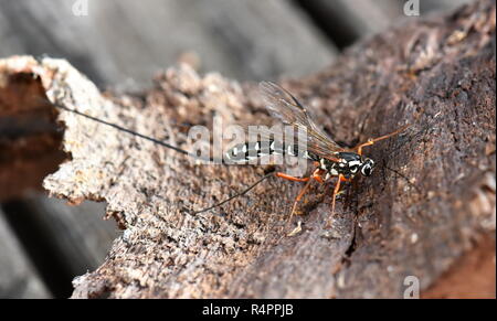 Femmina del gigante sabre paracitic wasp Rhyssa persuasoria su un pezzo di corteccia Foto Stock
