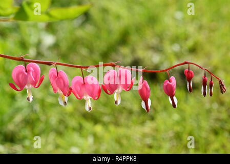 Il cuore di fiori a forma di cuore di spurgo impianto Dicentra spectabilis in un giardino Foto Stock