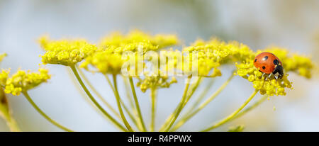 Sette-spot (Coccinella coccinella, Coccinellidae) alimentazione sul fiore di anice. Foto Stock