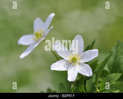 Primo piano su windflower Anemone nemorosa , in un campo verde Foto Stock