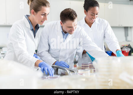 Un gruppo di scienziati in laboratorio alimenti con campioni in capsule di petri Foto Stock