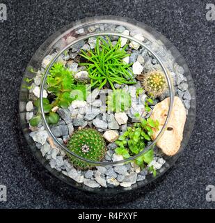 Table top impianto giardino decorativo Foto Stock