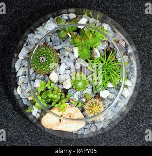 Table top impianto giardino decorativo Foto Stock