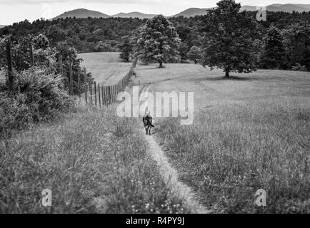 Un cane (alsaziani/pastore tedesco) (Canis lupus familiaris) cammina su un sentiero con il Great Smoky Mountains sullo sfondo, all'Biltmore Estate. Foto Stock