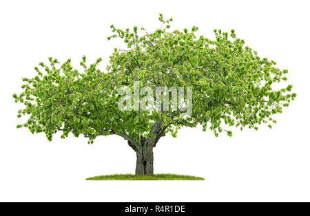 Il vecchio albero ciliegio contro uno sfondo bianco Foto Stock