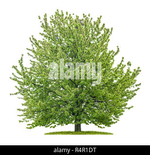 Grande albero ciliegio davanti a uno sfondo bianco Foto Stock