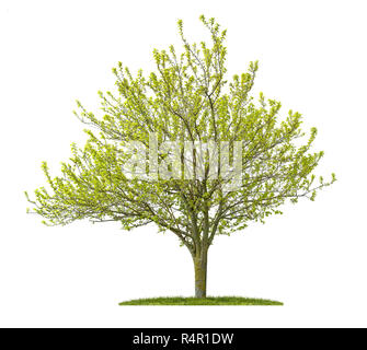 Isolato golden elm davanti a uno sfondo bianco Foto Stock