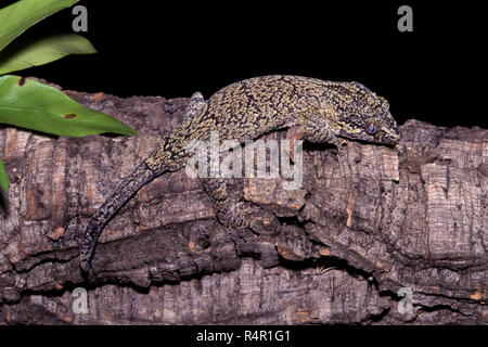 Non 1084767 GARGOYLE GECO Rhacodactylus auriculatus nuovo Caledonian accidentato gecko Nuova Caledonia Foto Stock