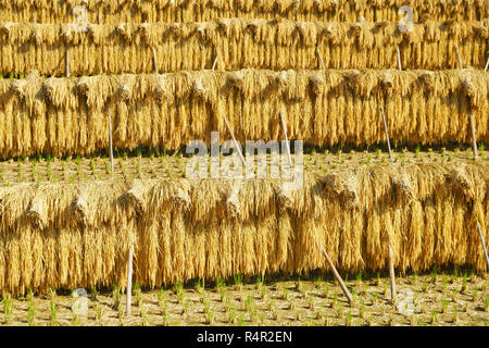 Essiccazione di piante di riso Foto Stock