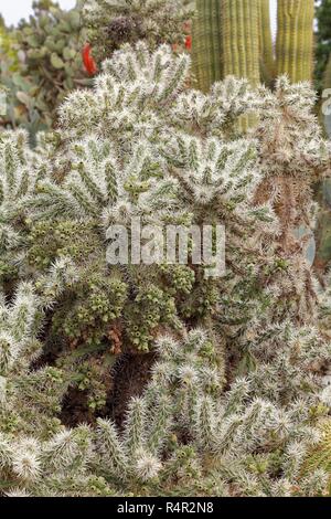 Cylindropuntia tunicata