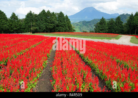 Campo della salvia e del monte Daisen Foto Stock