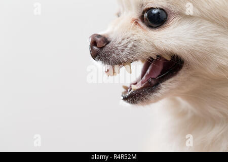 Profilo laterale di Pomerania che mostra i denti Foto Stock