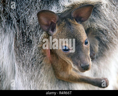 Baby da rosso a collo wallaby macropus rufogriseus nella madre del sacco Foto Stock