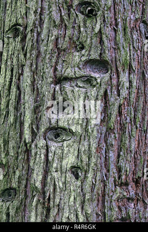Corteccia dal sequoia gigante Sequoiadendron giganteum Foto Stock