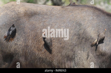 Tre oxpeckers (Bufagus africanus) con fatturazione gialla sui fianchi di un bufalo di Capo (caffer Syncerus). Parco Nazionale della Regina Elisabetta, Uganda. Foto Stock