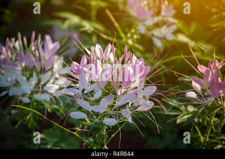 Close up Spider fiore bianco rosa giardino morbida sfocatura della luce solare, CLEOME SPINOSA LINN. Foto Stock