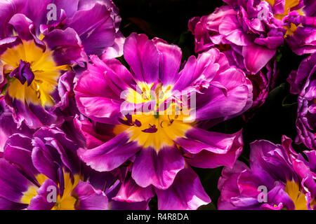 Giallo viola Fancy Kaufmanniana Lily tulipani Keukenhoff Lisse Holland Olanda Foto Stock