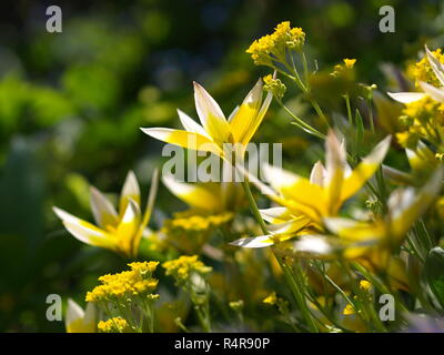 Wild tulipani tulipa tarda e montagna dente rosso alyssum montanum Foto Stock