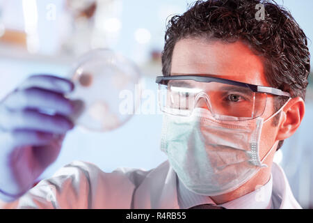 La scienza della vita ricercatore osservando le cellule in piastre petri. Foto Stock
