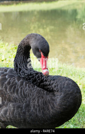 Black Swan (Cygnus) Foto Stock