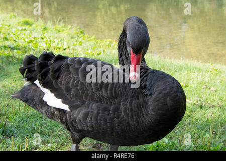 Black Swan (Cygnus) Foto Stock