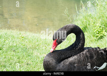 Black Swan (Cygnus) Foto Stock