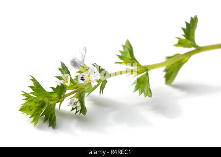 La piccola erba eyebright Euphrasia su sfondo bianco Foto Stock