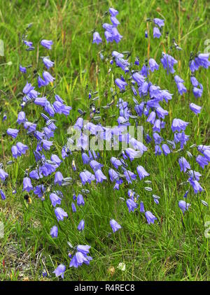 Bluebells Campanula rotundifolia crescendo in un prato Foto Stock