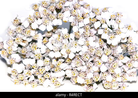 Comune di achillea Achillea millefolium su bianco Foto Stock