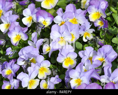 Fioritura blu e bianco pansies Viola tricolore Foto Stock