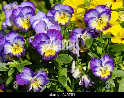 Fioritura blu e bianco pansies Viola tricolore Foto Stock