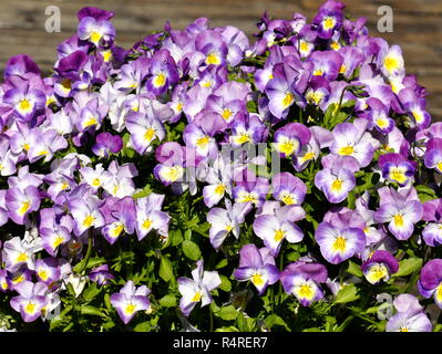 Fioritura blu e bianco pansies Viola tricolore Foto Stock