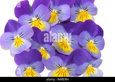 Viola tricolore di fiori di colore blu e giallo isolato su sfondo bianco Foto Stock