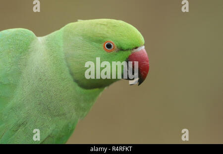 Un bel colpo di testa di un anello di colli o rosa-inanellati parrocchetto. È IL REGNO UNITO più abbondanti naturalizzato parrot. Foto Stock