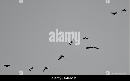 Immagine in bianco e nero dei piccioni in volo Foto Stock