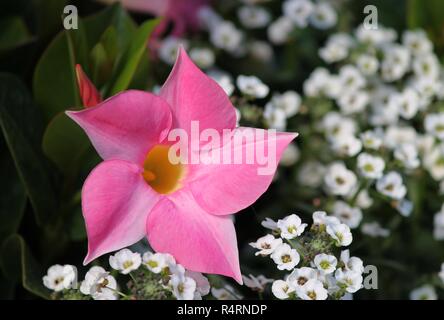 Dipladenia nell'aiuola di fiori in primavera Foto Stock