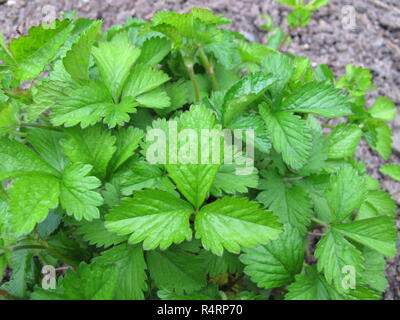 Indian mock fragola,duchesnea indica Foto Stock