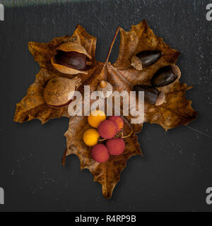 Visualizzazione decorativa con semi di buckeye, ghiande e Arbutus unedo il corbezzolo frutta, su grandi foglie mapple sul grigio Sfondo vetroso Foto Stock